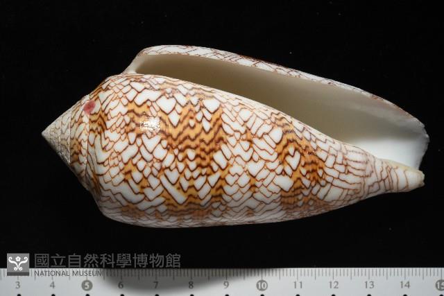 織錦芋螺藏品圖，第13張