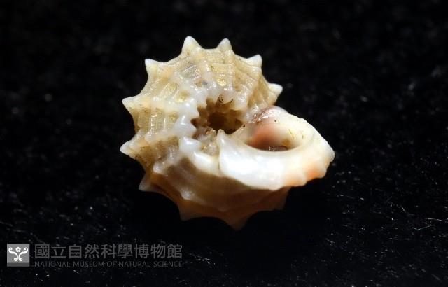 大溪花冠螺藏品圖，第13張