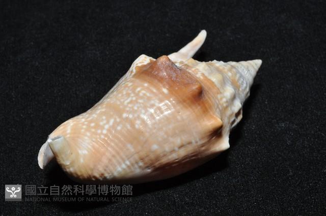 紅袖鳳凰螺藏品圖，第13張