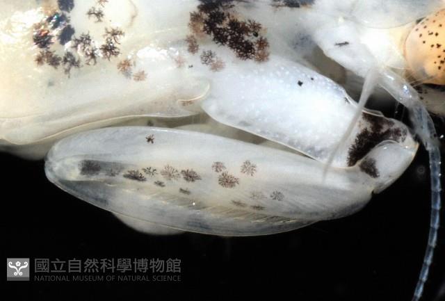 豹斑幼嫩蝦蛄藏品圖，第13張