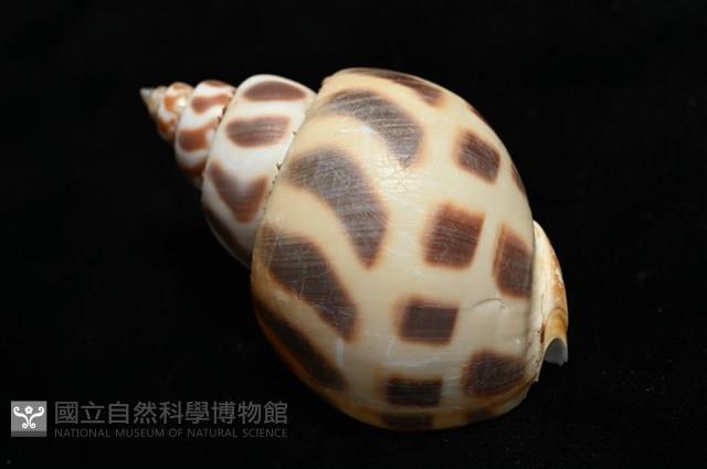 開氏鳳螺藏品圖，第13張