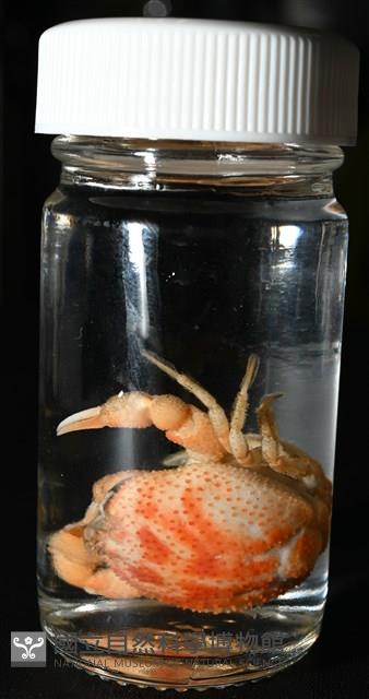 薄片異核果蟹藏品圖，第13張