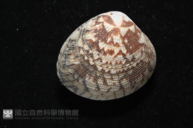 歧紋簾蛤藏品圖，第13張