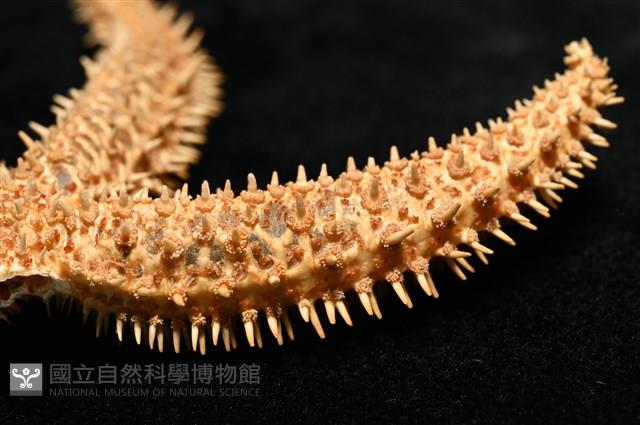 尖棘篩海盤車藏品圖，第13張