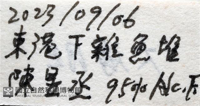輻星肛海膽藏品圖，第13張