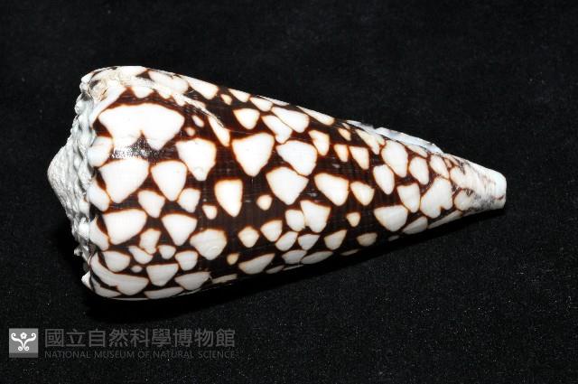 花巾芋螺藏品圖，第13張