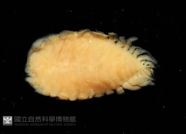 逆背阿波羅鰓虱藏品圖，第13張