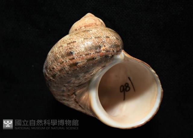 芮氏蠑螺藏品圖，第13張