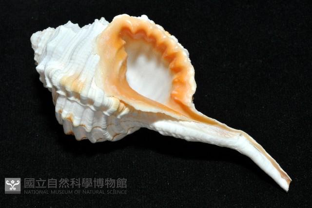 玉女象法螺藏品圖，第13張