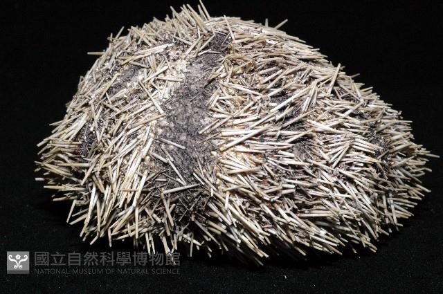 白棘三列海膽藏品圖，第13張