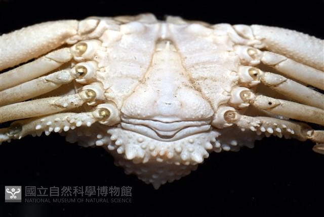 仿泡粒長螯蟹藏品圖，第13張