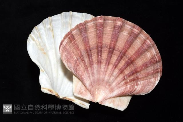 白碟海扇蛤藏品圖，第13張