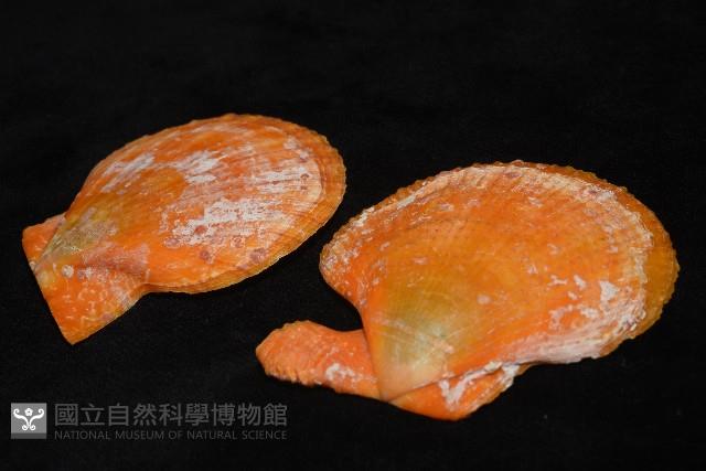 疏鱗海扇蛤藏品圖，第13張