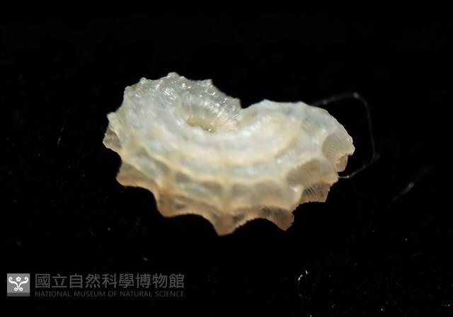 菲律賓花冠螺藏品圖，第13張