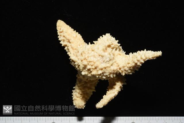未知種海盤車藏品圖，第13張