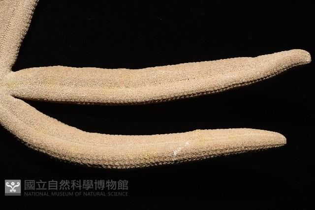蓋丁指海星藏品圖，第13張
