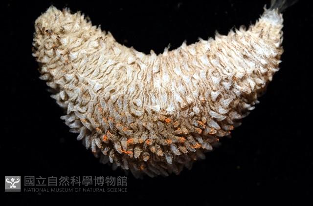 未知種尻參藏品圖，第13張