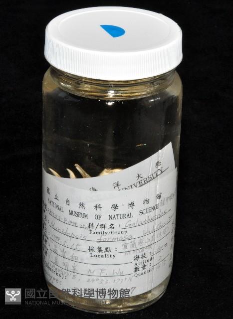 臺灣仿刺鎧蝦藏品圖，第13張
