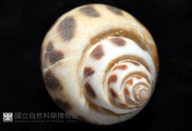 開氏鳳螺藏品圖，第13張