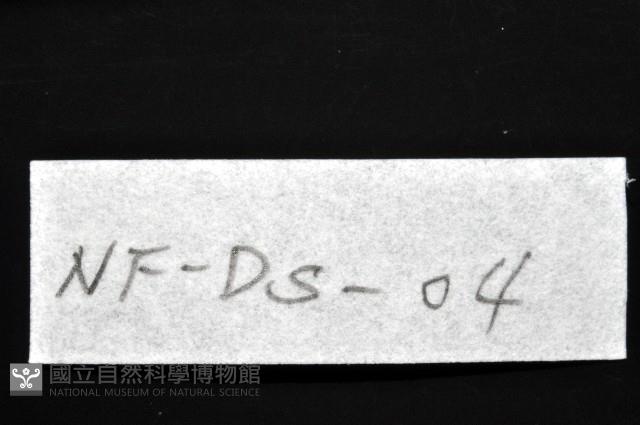 西表島新米蝦藏品圖，第13張