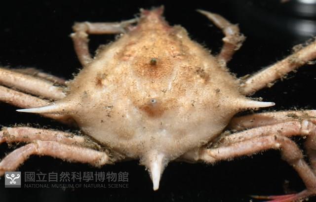 溝痕絨球蟹藏品圖，第13張