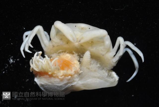 中華淺鰓虱藏品圖，第13張