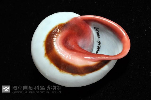 紅口紅蝸牛藏品圖，第13張