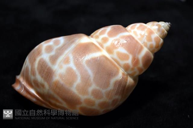 錫蘭鳳螺藏品圖，第13張
