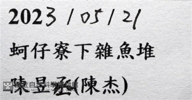 皺褶大蟾蟹藏品圖，第13張