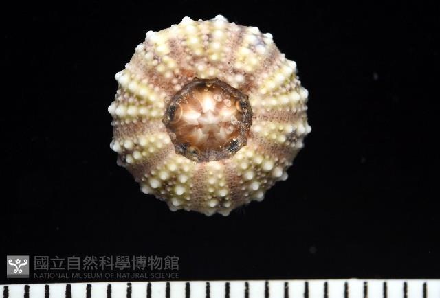 疣裸海膽藏品圖，第13張