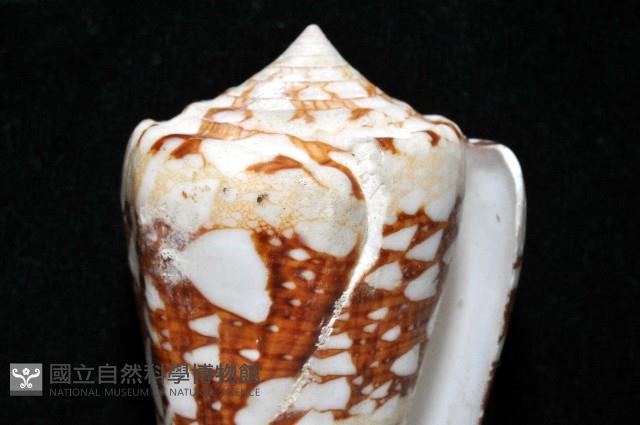 海軍上將芋螺藏品圖，第13張