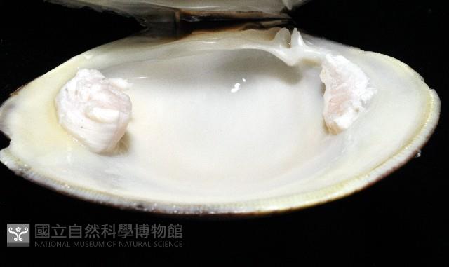 櫻桃寶石簾蛤藏品圖，第13張