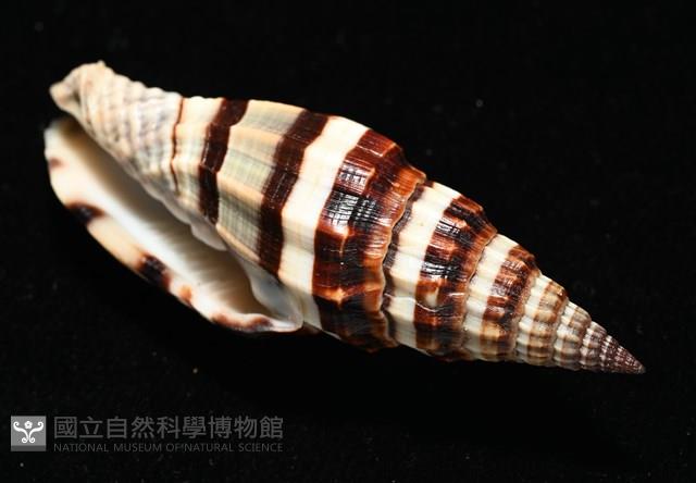 菜鳥蛹筆螺藏品圖，第13張