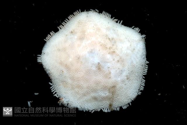 未知種開曼海星藏品圖，第13張