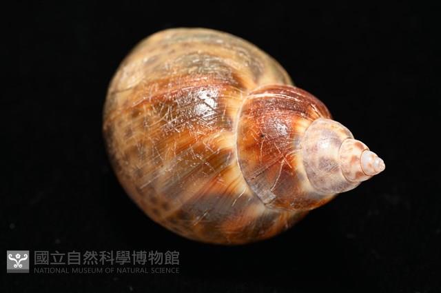 日本鳳螺藏品圖，第13張