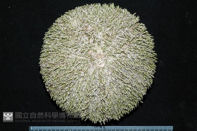 喇叭毒棘海膽藏品圖，第13張