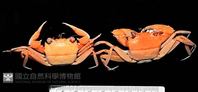 音樂聲蟹藏品圖，第13張