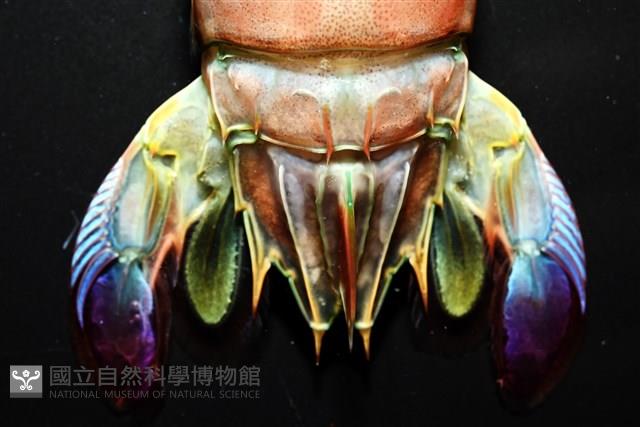 脊尾齒指蝦蛄藏品圖，第13張