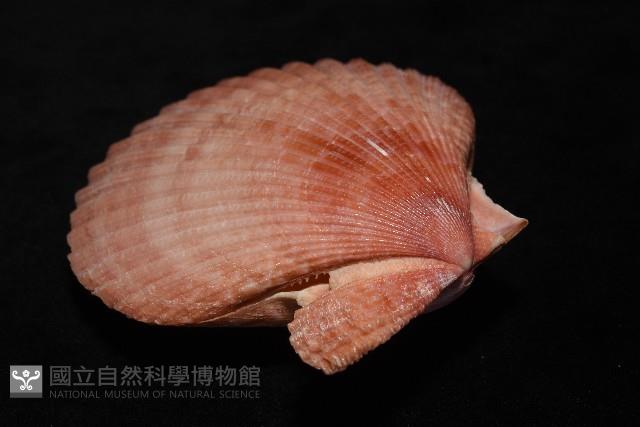 澳洲海扇蛤藏品圖，第13張