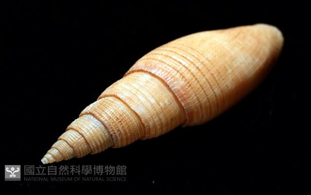 靈犀筆螺藏品圖，第13張