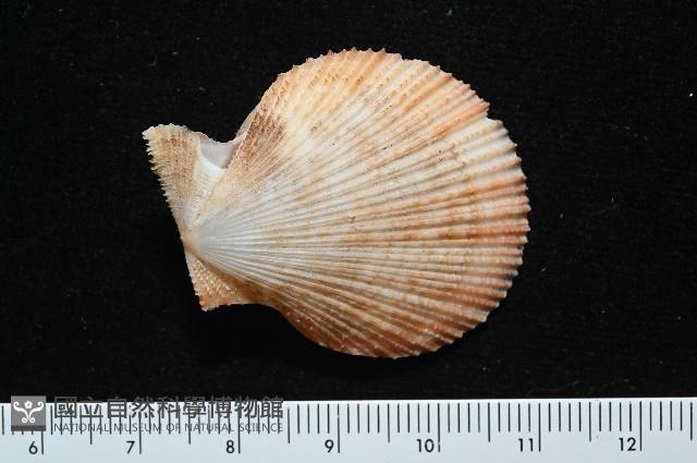 茉莉花偏蓋螺藏品圖，第13張