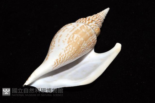 金斧鳳凰螺藏品圖，第13張