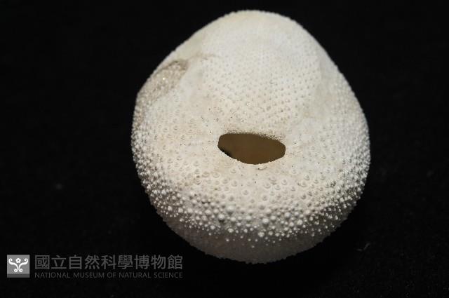 脊背壺海膽藏品圖，第13張