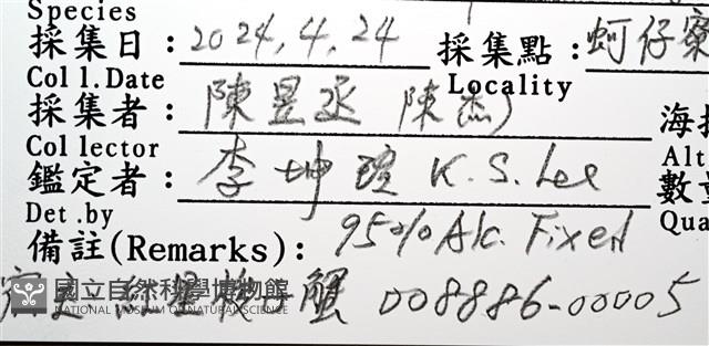 薄殼龜藤壺藏品圖，第13張