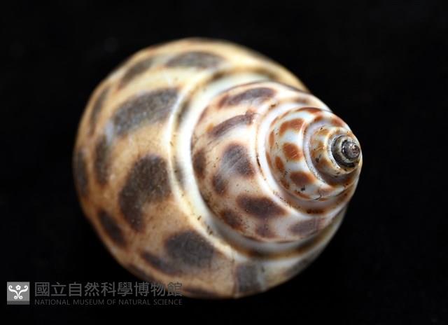婆羅洲鳳螺藏品圖，第13張