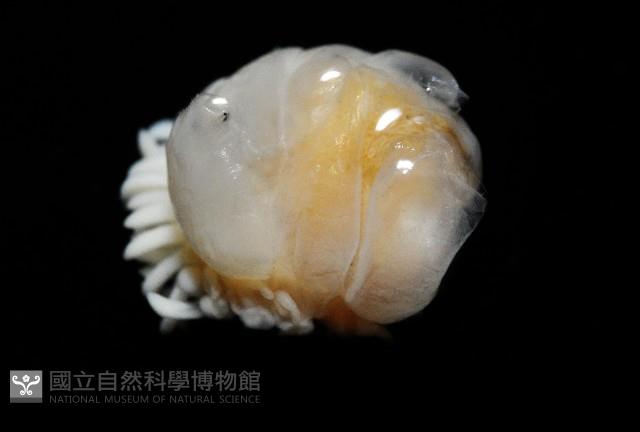 中華淺鰓虱藏品圖，第13張