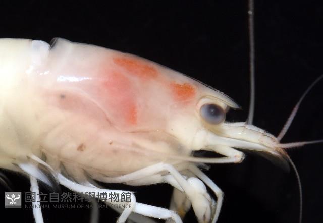 湧泉新米蝦藏品圖，第13張