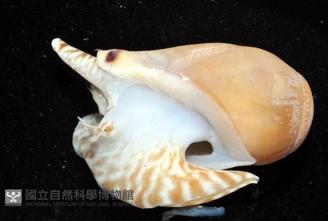 椰子螺藏品圖，第13張