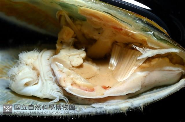 亞氏海豆芽藏品圖，第13張