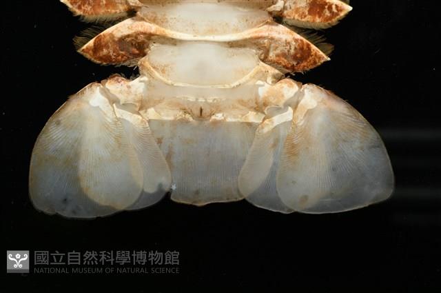 九齒扇蝦藏品圖，第13張